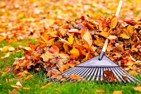 How Leaf Removal Can Save Your Lawn