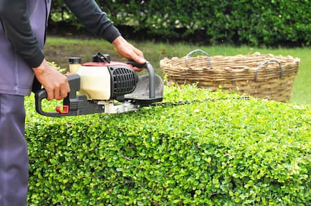 Shrub & Tree Trimming